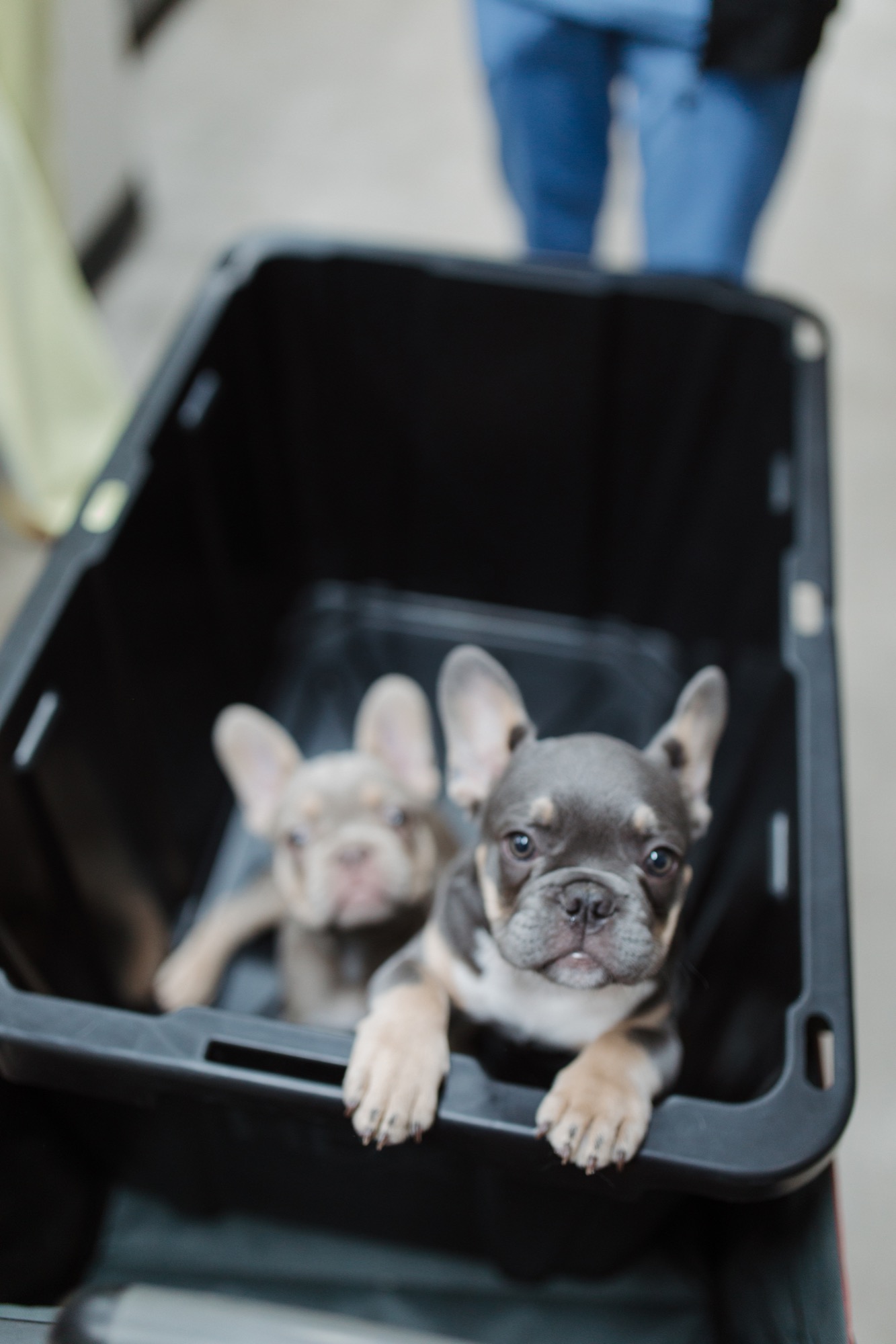 Encino Park Veterinary Clinic team and patient photography